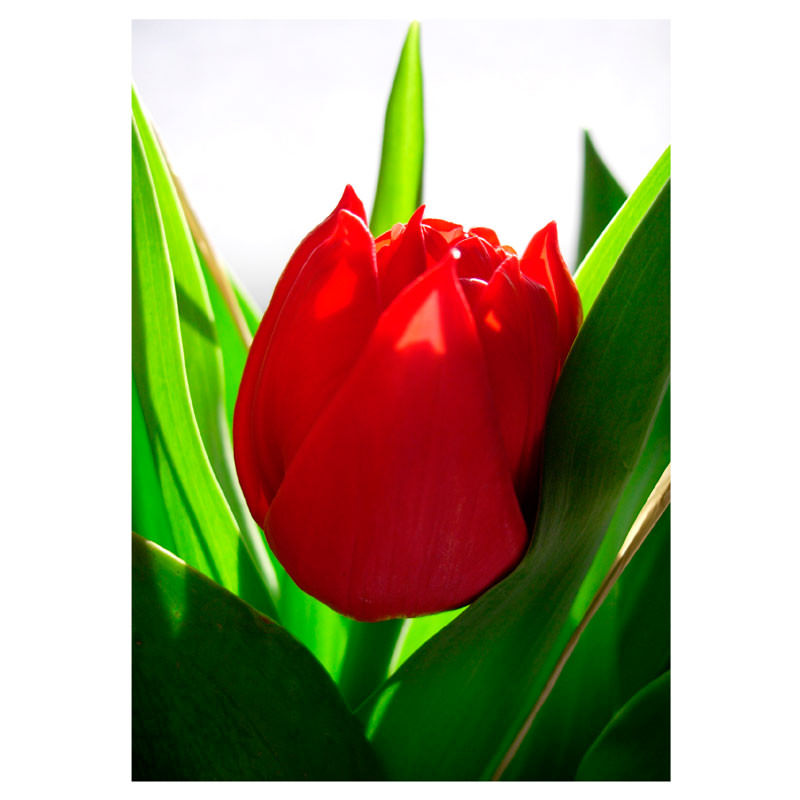 Quadro Decorativo Tulipa Vermelha - Em Canvas | Bem Colar