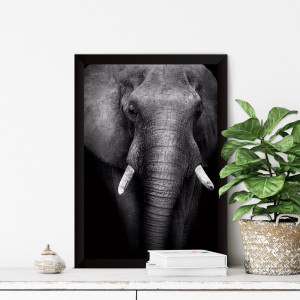 Quadro Decorativo Elefante Fotografia