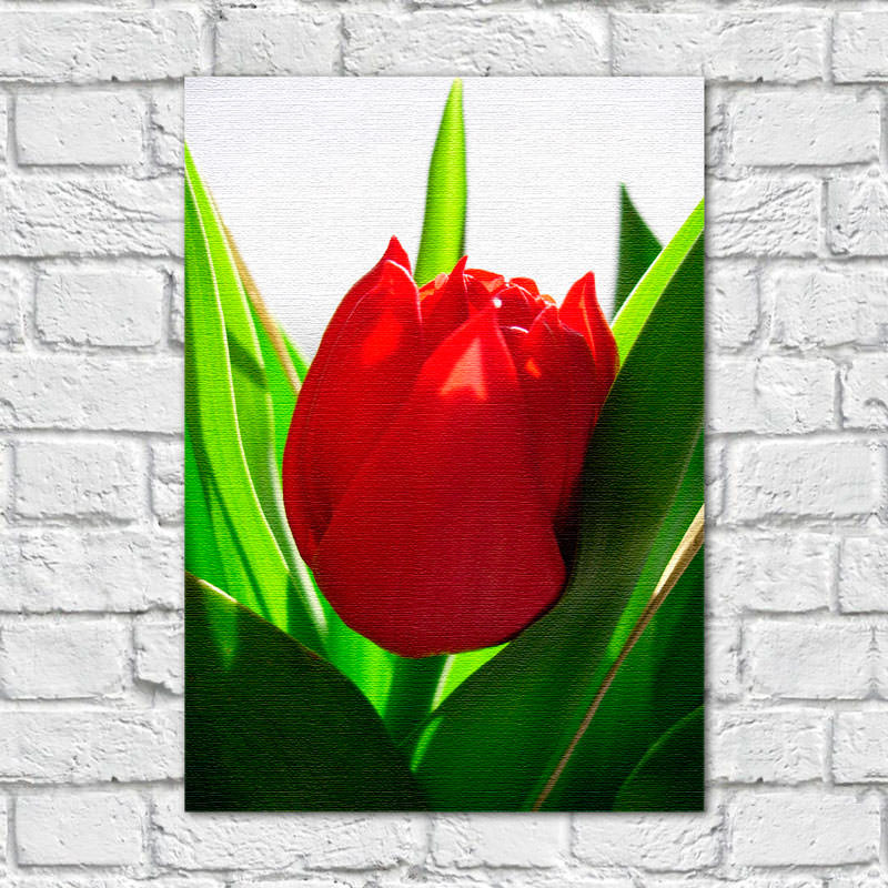 Quadro Decorativo Tulipa Vermelha